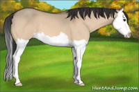 Horse Color:Bay Dun Splash 
