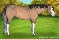 Horse Color:Bay Dun Splash 