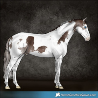 Horse Color:Liver Chestnut Sabino Splash Tobiano 