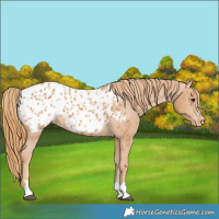 Horse Color:Chestnut Appaloosa 