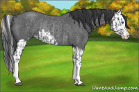 Horse Color:Blue Roan Sabino Splash  and Blue Roan Sabino Splash Rabicano 