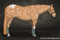 Horse Color:Chestnut Tobiano Appaloosa 