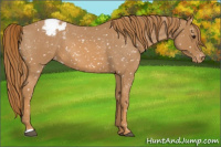 Horse Color:Red Roan Snowflake Varnish