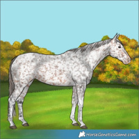 Horse Color:Bay Tobiano Appaloosa 