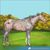 Horse Color:Bay Tobiano Appaloosa