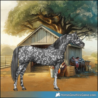 Horse Color:Black Tobiano Appaloosa 