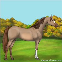 Horse Color:Red Dun 