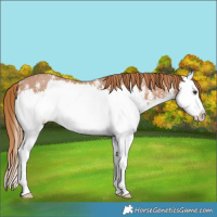 Horse Color:Chestnut Sabino Splash Rabicano 