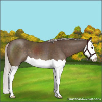 Horse Color:Silver Black Splash