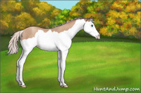 Horse Color:Silver Classic Champagne Splash Rabicano 