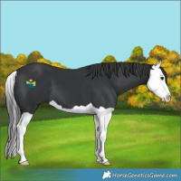 Horse Color:Black Splash 