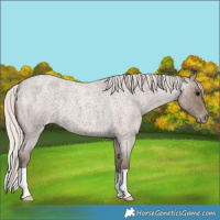 Horse Color:Silver Blue Roan Varnish 