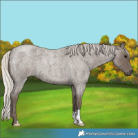 Horse Color:Silver Blue Roan 