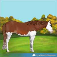 Horse Color:Chestnut Splash 