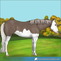 Horse Color:Silver Black Splash 
