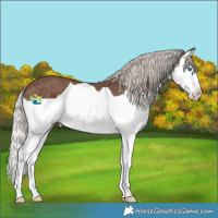 Horse Color:Silver Black Splash