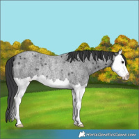 Horse Color:Blue Roan Splash Rabicano 