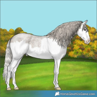 Horse Color:Silver Smoky Blue Roan Splash 