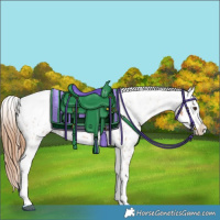 Horse Color:Chestnut Tobiano Appaloosa