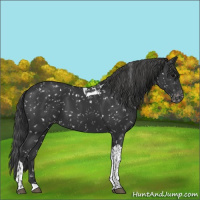 Horse Color:Black Tobiano Appaloosa 