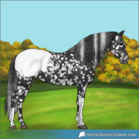 Horse Color:Black Tobiano Appaloosa 