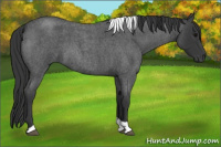 Horse Color:Blue Roan Tobiano 