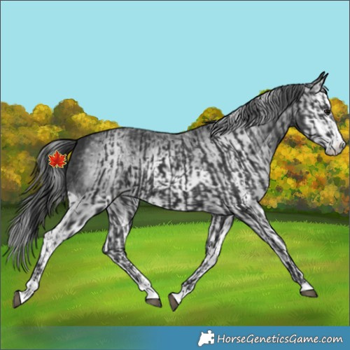 Horse Color:Black Splash  and Gray Black Splash 
