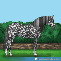 Horse Color:Black Tobiano Appaloosa 