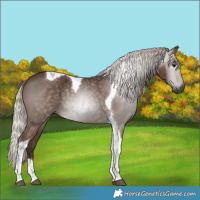 Horse Color:Gray Silver Black Tobiano 
