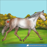 Horse Color:Gray Chestnut