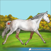 Horse Color:Gray Chestnut 