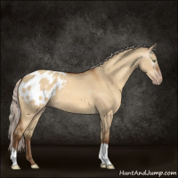 Horse Color:Gray Silver Sable Champagne Dun Appaloosa