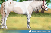 Horse Color:Chestnut Splash Tobiano Varnish