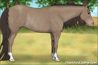 Horse Color:Classic Champagne Rabicano