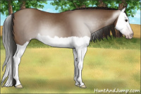 Horse Color:Gray Classic Champagne Splash 