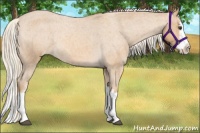 Horse Color:Palomino Roan Sabino Splash Appaloosa Rabicano 