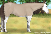 Horse Color:Classic Champagne Dun Splash