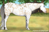 Horse Color:Gray Sable Champagne Dun Splash Near Leopard Rabicano 