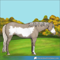 Horse Color:Silver Smoky Grullo Roan Frame 