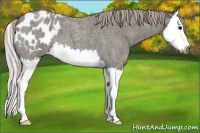 Horse Color:Gray Silver Grullo Roan Splash Appaloosa 