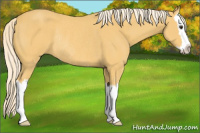 Horse Color:Palomino Sabino Splash Rabicano