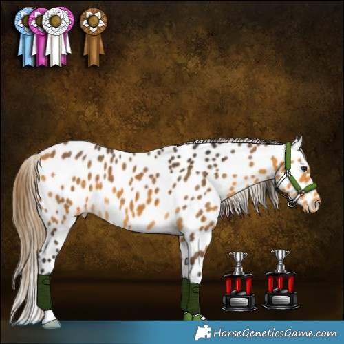 Horse Color:Buckskin Appaloosa 