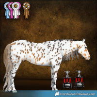 Horse Color:Buckskin Appaloosa 