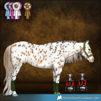 Horse Color:Buckskin Appaloosa 