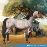 Horse Color:Bay Roan Splash 