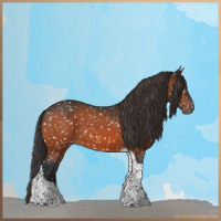 Horse Color:Bay Tobiano Appaloosa 