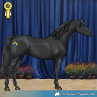 Horse Color:Black 