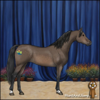 Horse Color:Brown Dun 