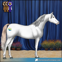 Horse Color:Red Dun Frame Appaloosa 