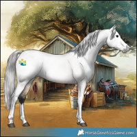 Horse Color:Gray Bay Roan Dun Splash Tobiano 